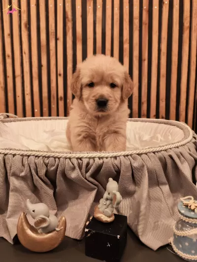 Baby Face Safkan Golden Retriever Yavruları
