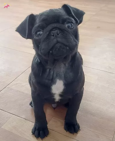 Siyah Pug Erkek Yavru