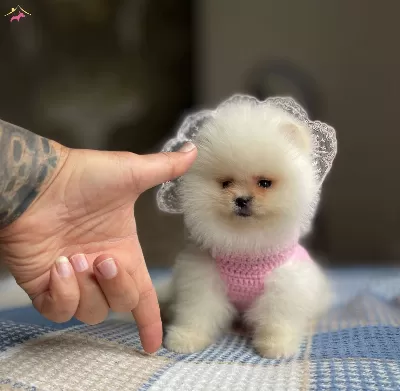 Pomeranian Bo Disi Yavru