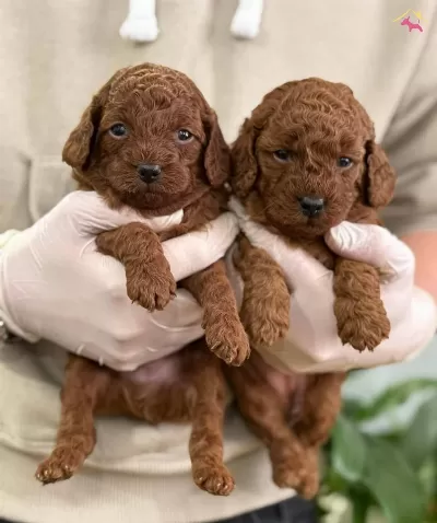 Istanbul Un Gerçek Toy Poodle Bebekleri