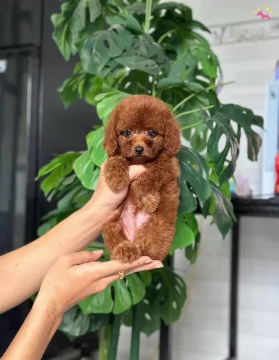 Istanbulda Kapida Odemeli Toy Poodle Bebeklerim