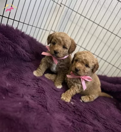 Müthiş Guzellikte Poodle Bebekler