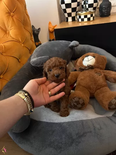 Evdogumu Poodle Bebislerim