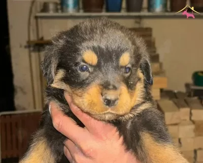 A Kalite Rottweiler Bebekler