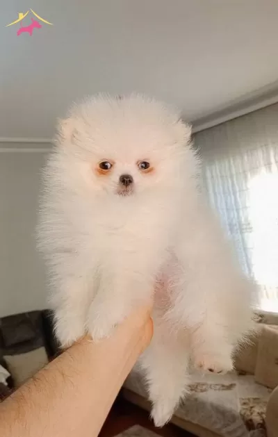 Pomeranian Boo Erkek ve Dişi