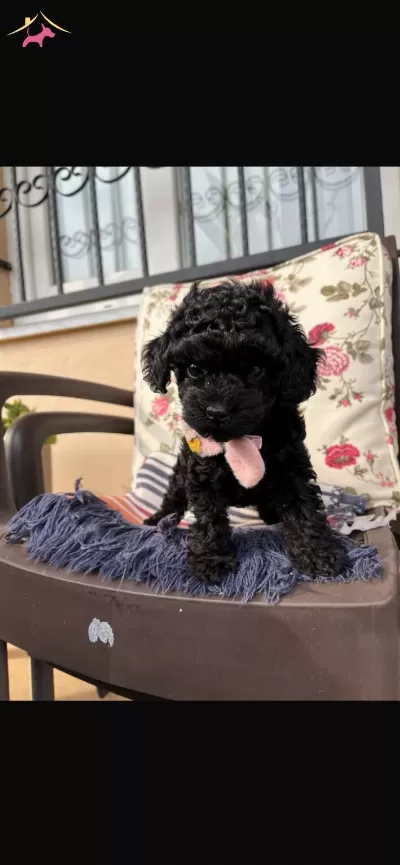 Kore Toy Poodle Komur Renkli Disi Bebek