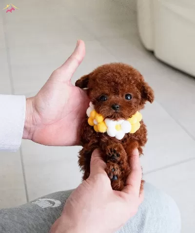Nadir Guzellikte Safkan Toy Poodle Yavrularımız