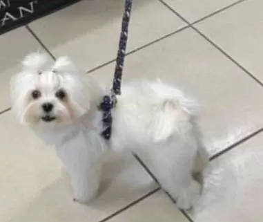 Maltese Terrier Paşa Efendiye Yuva Arıyoruz