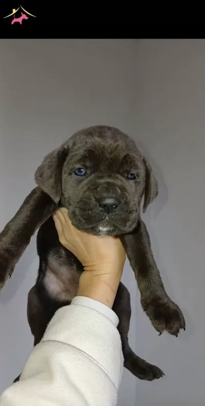 Blue Ve Otesi Cane Corsolar