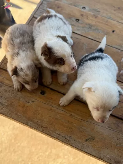 Red Merle Blue Merle Irk Ve Saglik Garantili Border Collie