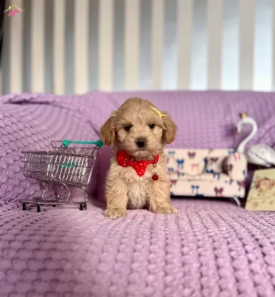Mini Boy Maltipoo Bebekler