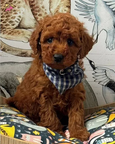 Toy Poodle Sevimli Yavrular Ev Uretimi