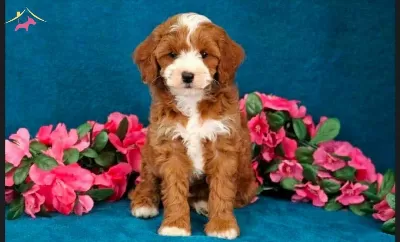 Kahve Tonlu Maltipoo Cinsi Yavrular