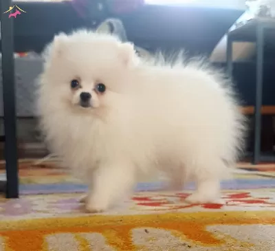 Minicik Pomernian Boo