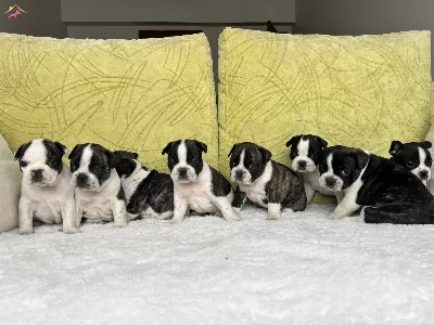 Mavis Gozlu Sıfır Burun Sıfır Kuyruklu Bebeklerim