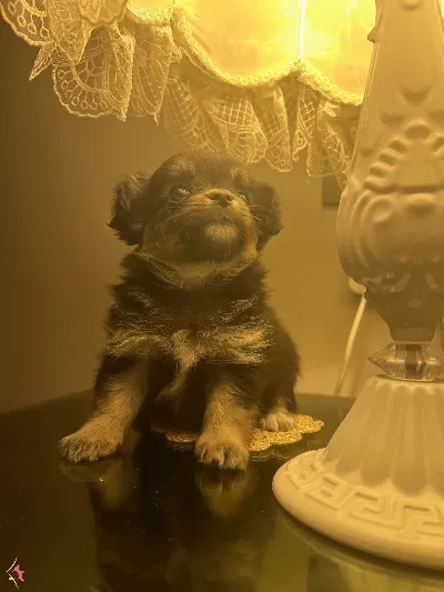 Minyatür Tea Cup Dişi Chihuahua Yavruları