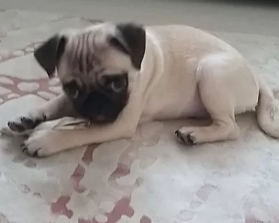 3 Aylık Asılı Ciplı Pug