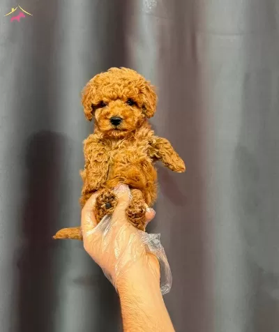 kıpkırmızı Red Toy Poodle