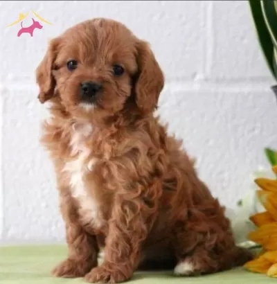 Sevimli Maltipoo Cinsi Yavrular
