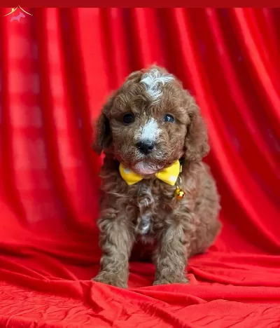 Sevimli Maltipoo Cinsi Yavrular