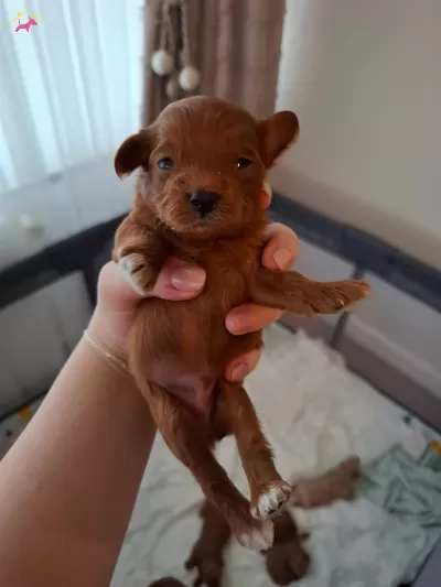 Poodle Kalitesinde Teacup Maltipoo Bebekler