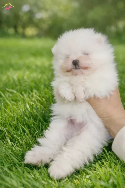 Asırı Uyguna Tea Cup Pomerian Yavrular