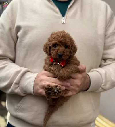 Red Brown Toy Poodle