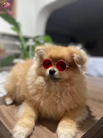 Pomranian Boo Damızlık Irk Garantili