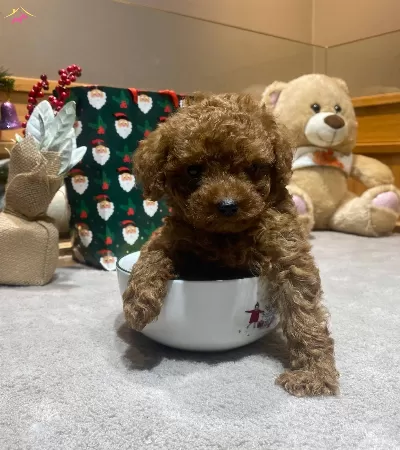 Poodle Toy Minnacık Bebekler