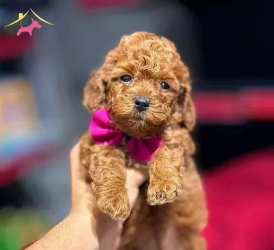 kıpkırmızı Red Toy Poodle Sevimli Yavrular