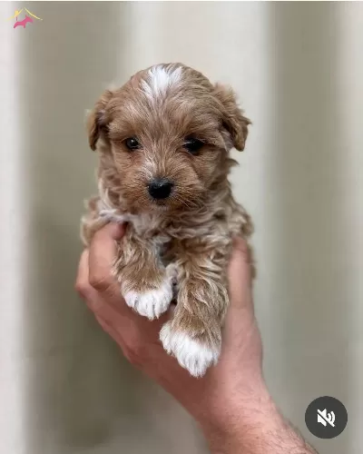 Kivircik Tuylu Maltipoo Cinsi Yavrular