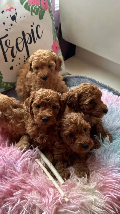 Evin Maskotu Olacak Poodle Bebekler