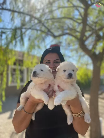 Pamuk Gibi Safkan Samoyed Yavrularım