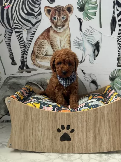 Red Brown Toy Poodle Yavrular