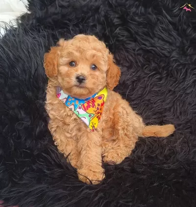 Disi Erkek Toy Poodle Bebekler
