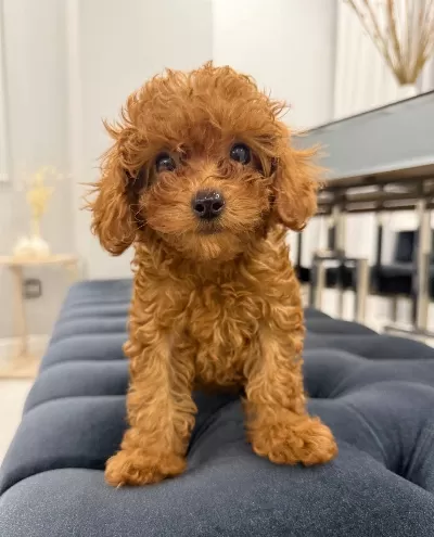 Guzeller Guzeli Toy Poodle Yavruları