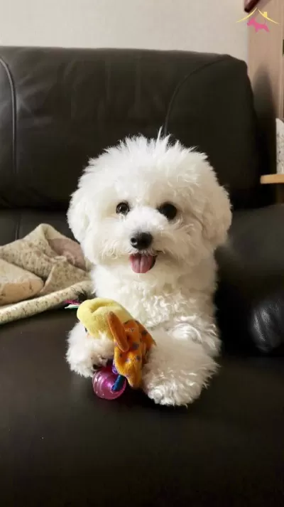Maltese Terrier Cinsi Ev Uretimi Yavrular