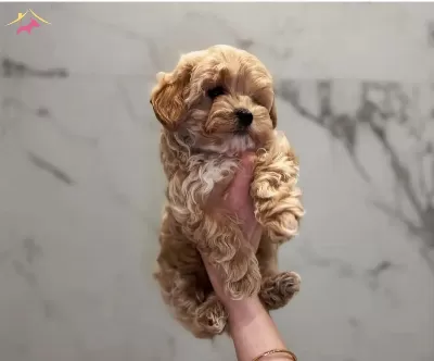 Maltipoo Cinsi Kahve Tonlu Yavrular