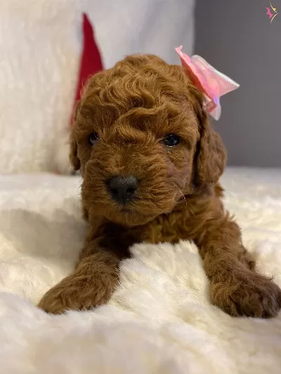 Daire Yasamına Uyumlu Toy Poodle Yavrumuza Ev Arıyoruz