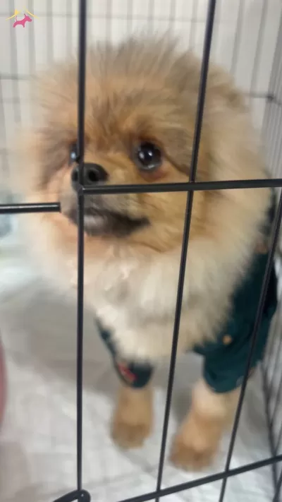 Ayı Surat Pomeranian Boo