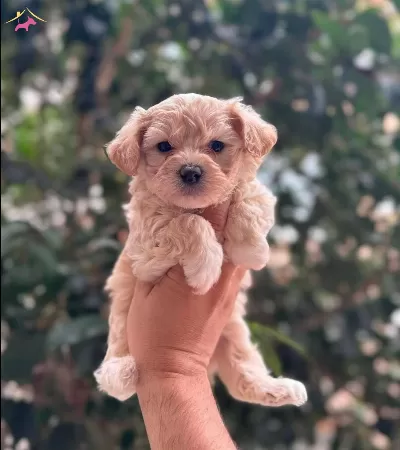 Maltipoo Cinsi Yavrular Ev Uretimi