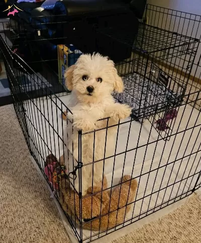 Maltese Terrier Cinsi Ev Uretimi