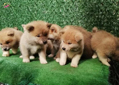 Japon Akita Yavrularımız