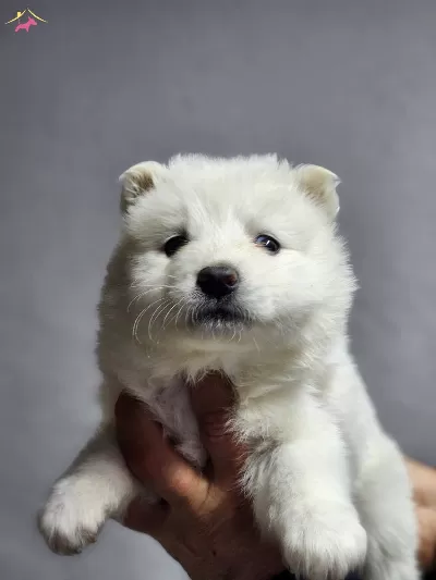 Ayı Surat Samoyed Bebeklerimiz