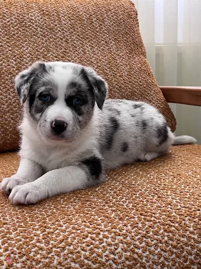 Birbirinden Akıllı Border Collie Yavrularımız