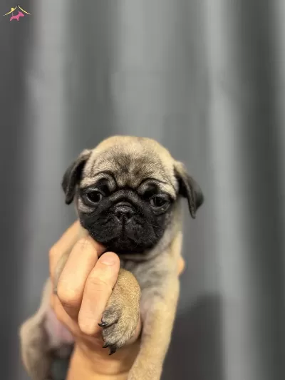 Simit Kuyruk Pug Bebeklerimiz