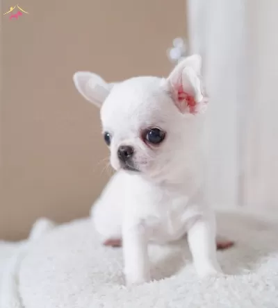 Mini Teacup Elma Kafa Chihuahua Bebeklerimiz