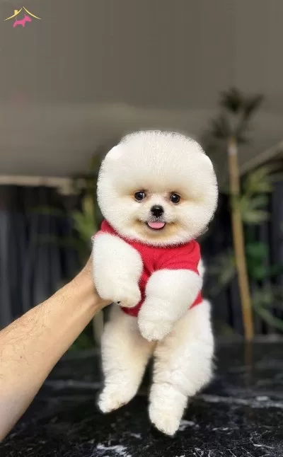 Ayı Yavrusu Degil Pomeranian Boo