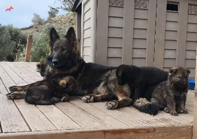 German Shepherd Working Line