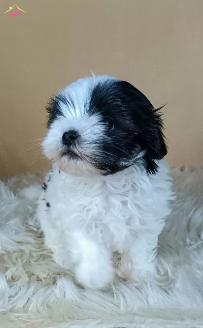 Disi Teacup Maltipoo Yavruları